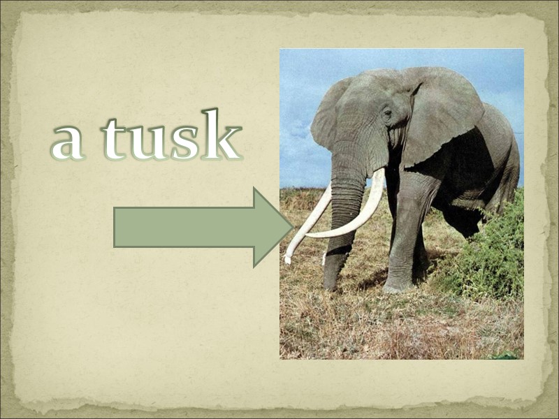 a tusk
